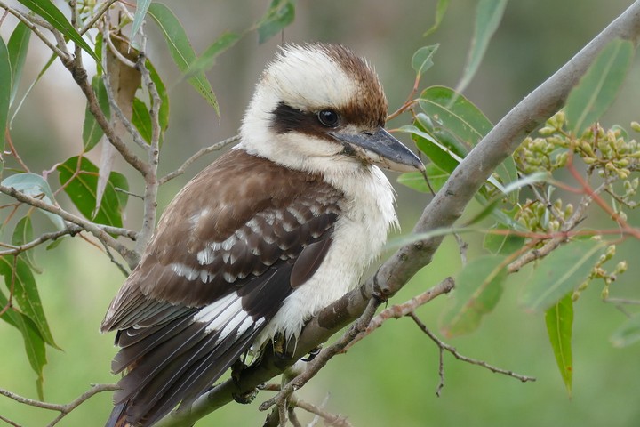 смеющаяся кукабара