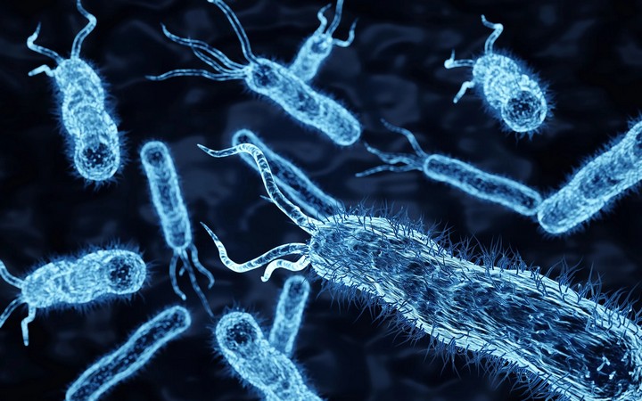 бактерия бактерия