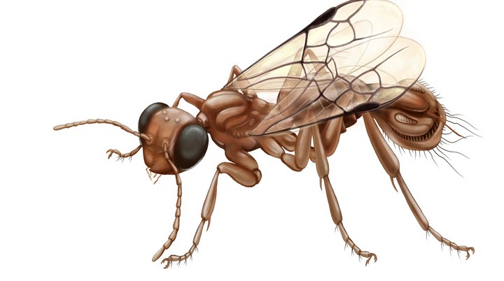 оса паразит оса паразит