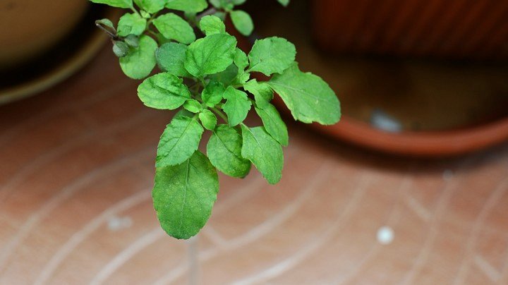 священный базилик священный базилик