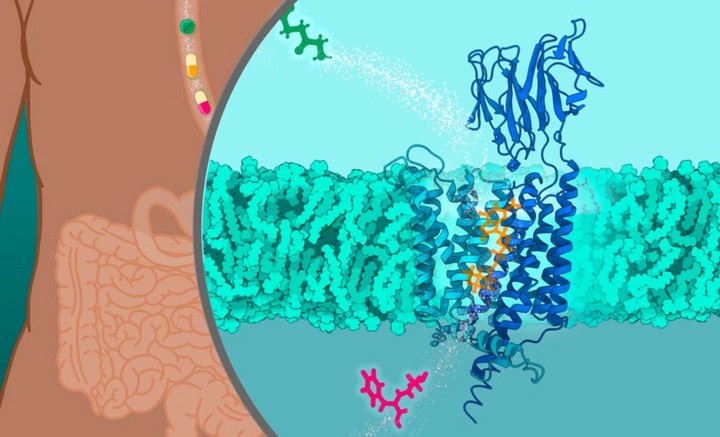 нанопластик в организме нанопластик в организме