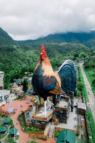 большой петух