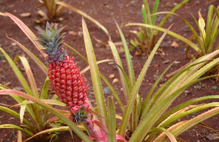 розовый ананас