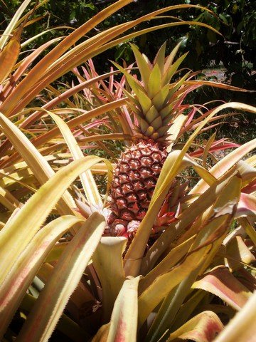 необычный ананас