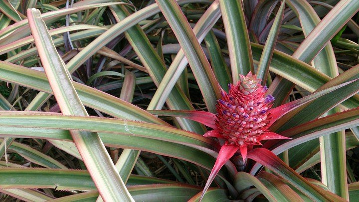 розовый ананас