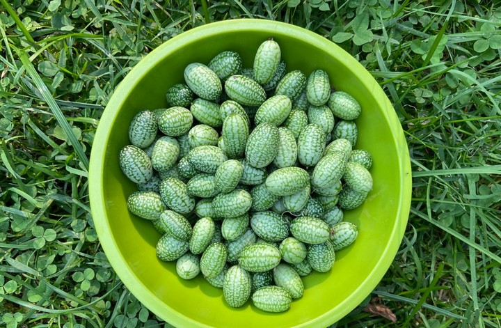 огурцеарбуз огурцеарбуз