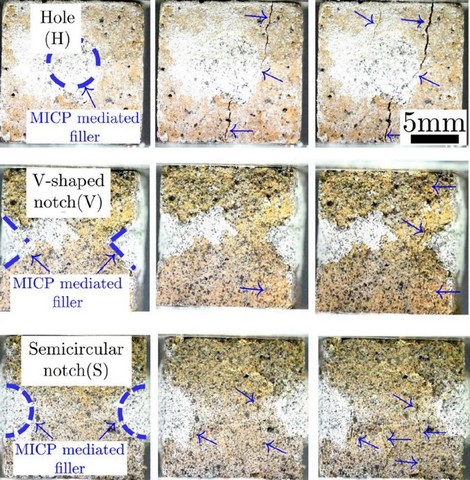бактерии бактерии