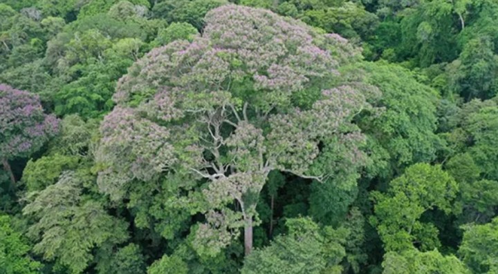 крона крона