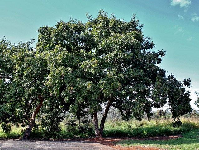 дерево и молния дерево и молния