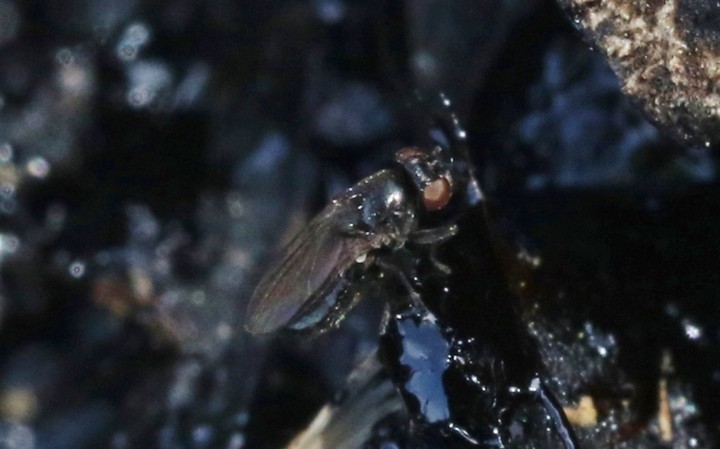 муха в нефти муха в нефти