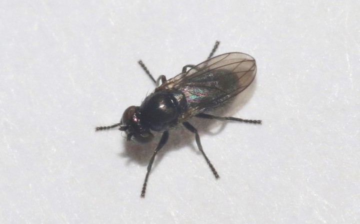 нефтяная муха нефтяная муха