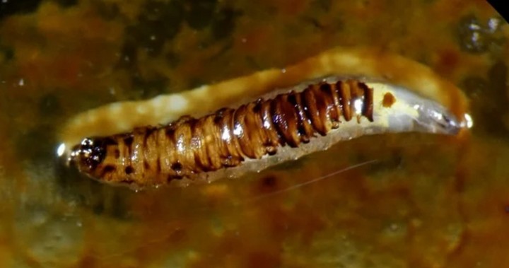 личинка нефтяной мухи личинка нефтяной мухи