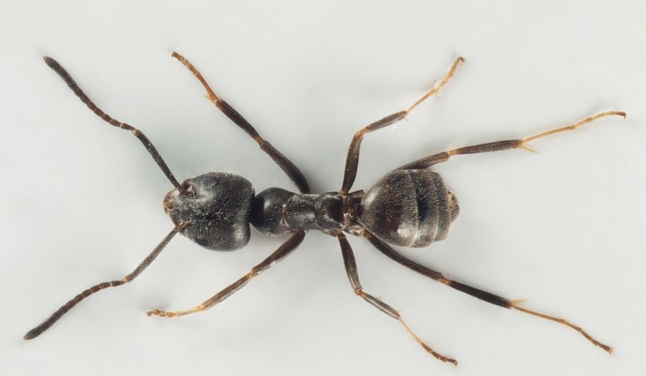 муравей магнум муравей магнум