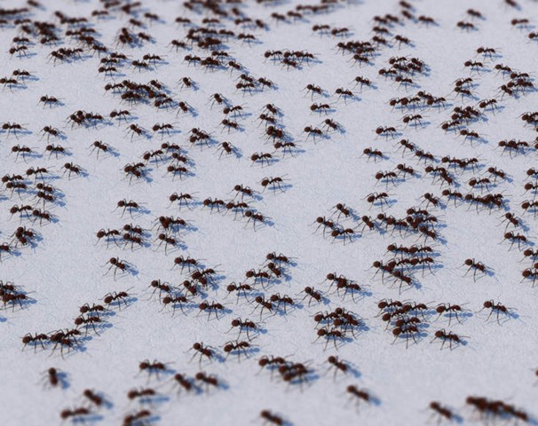 опасные муравьи опасные муравьи