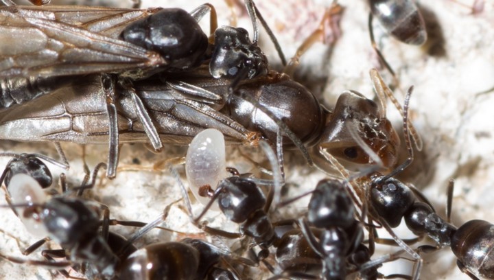 магнум тапинома магнум тапинома