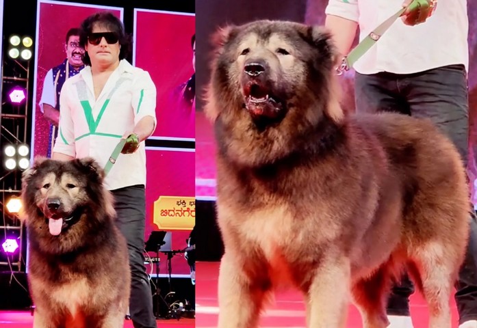 кадабом оками кадабом оками