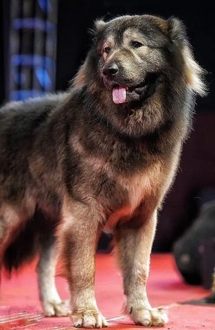 гибрид волка