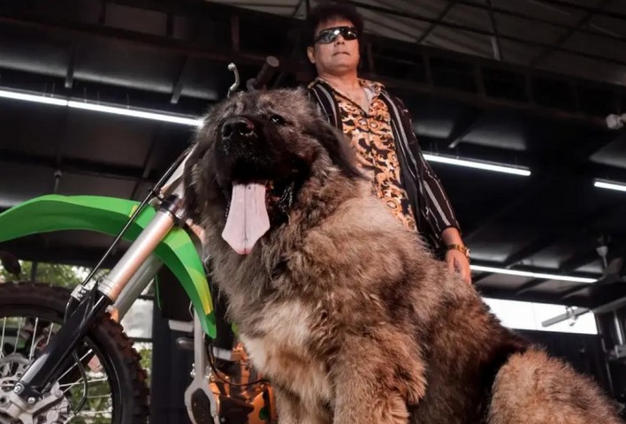 дорогая собака и хозяин дорогая собака и хозяин