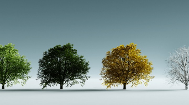 деревья деревья