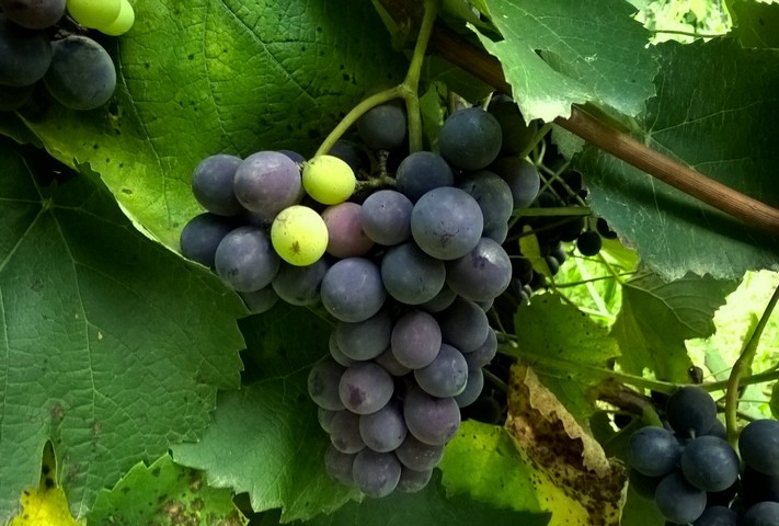 виноград