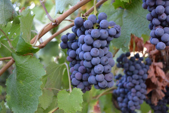 гроздь винограда