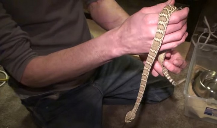 тим и змея тим и змея