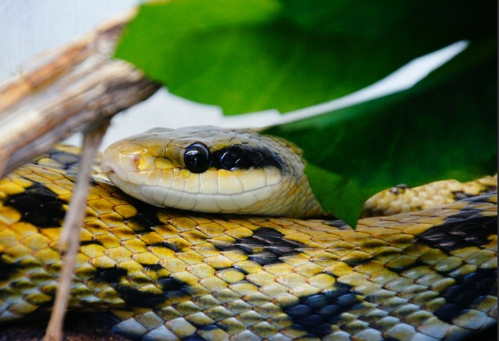 ядовитая змея ядовитая змея