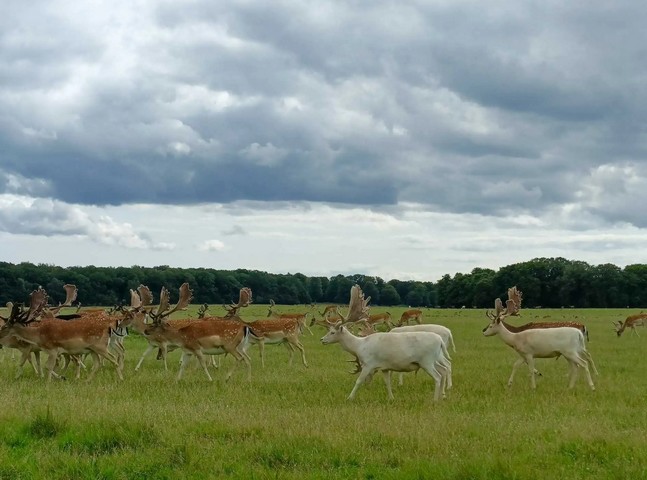 природа и косули природа и косули