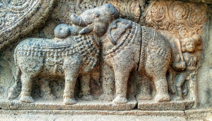 слон или бык