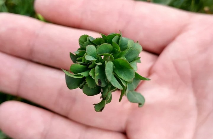 63-листный клевер