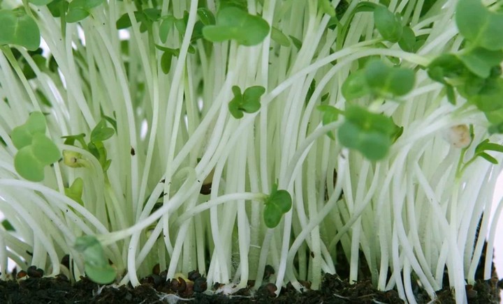 микрозелень