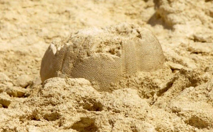 найденная окаменелость