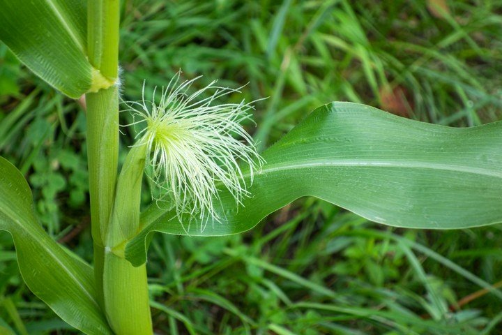 кукукрузные рыльца