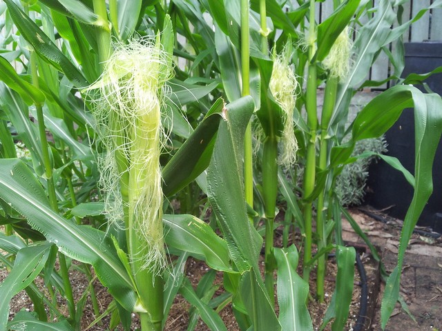 рыльца кукурузы