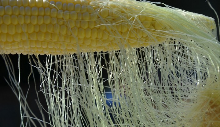 кукурузные рыльца