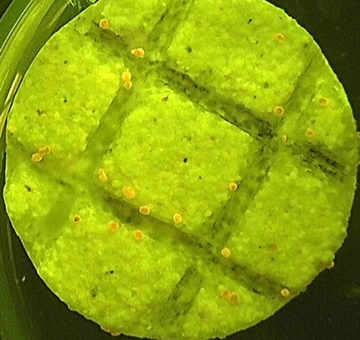 гель для рифов