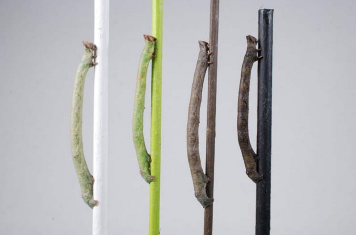 маскировка под палочку