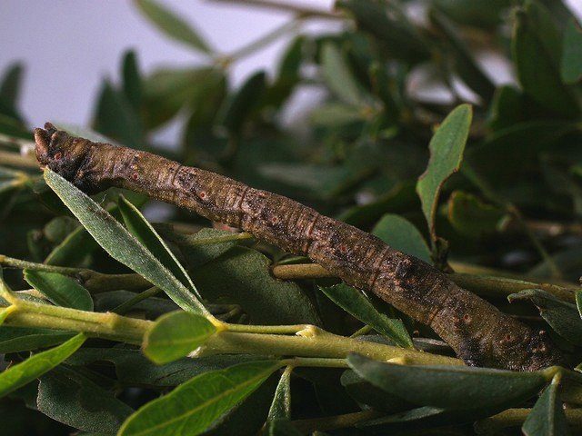 гусеница-палочник