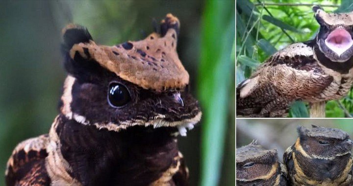 птица-дракон птица-дракон