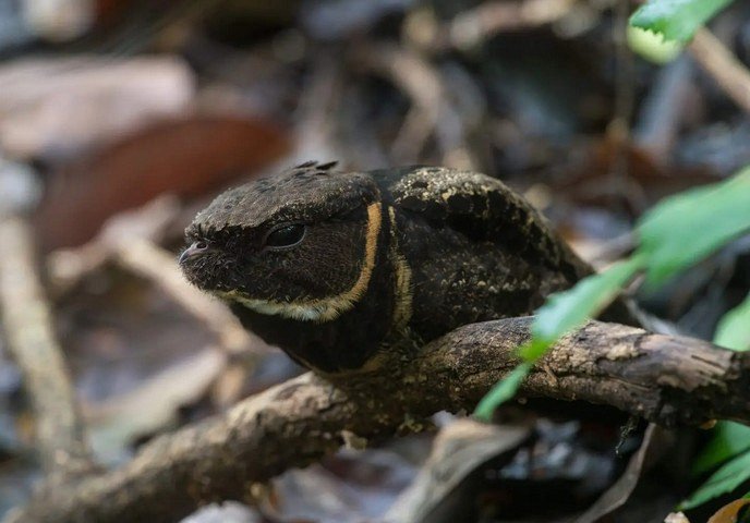 ушастый козодой ушастый козодой