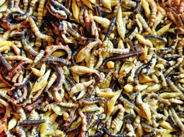 жареные гусеницы