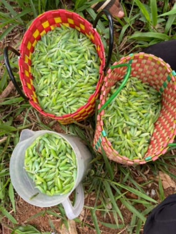 сбор гусениц кассии