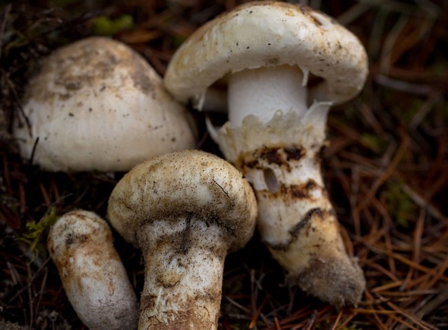 мацутаке мацутаке