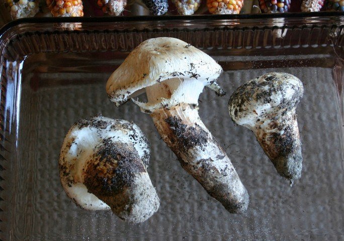 мацутаке мацутаке