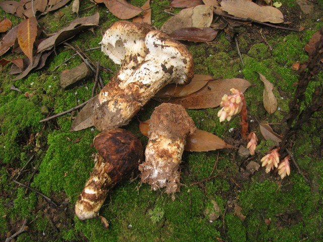 японский гриб