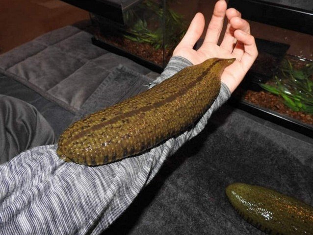 амазонская пиявка амазонская пиявка