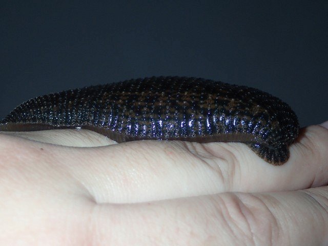 огромная пиявка огромная пиявка