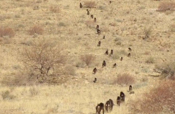 бабуины в цепочке