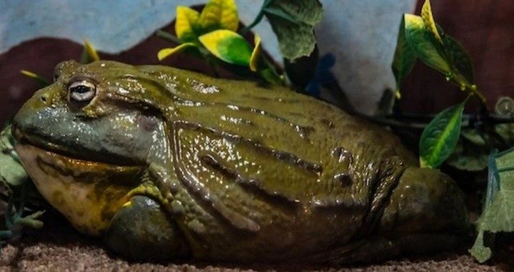 толстая лягушка