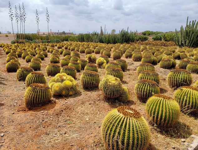 плантация кактусов плантация кактусов
